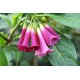 Иохрома Pink