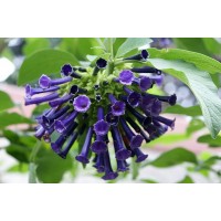 Иохрома cyaneum 