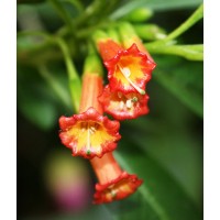 Иохрома  fuchsioides
