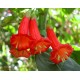 Иохрома  fuchsioides