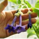 Иохрома grandiflora