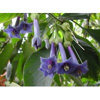 Иохрома grandiflora