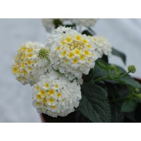 Лантана Calippo White Sun