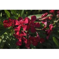 Олеандр  Lisou