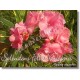 Олеандр  Splendens Foliis Variegatis