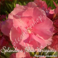 Олеандр  Splendens Foliis Variegatis
