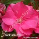 Олеандр  Tamoure