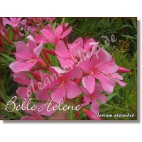 Олеандр Belle Helene