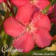 Олеандр  Calypso