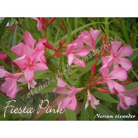 Олеандр  Fiesta Pink
