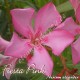 Олеандр  Fiesta Pink