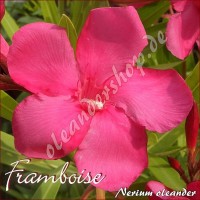 Олеандр  Framboise
