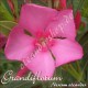 Олеандр Grandiflorum