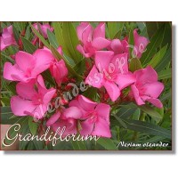 Олеандр Grandiflorum
