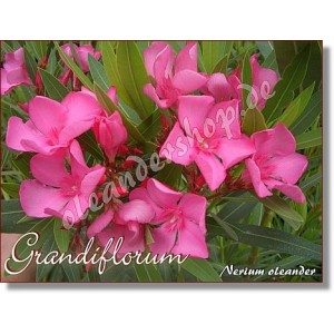 Олеандр Grandiflorum