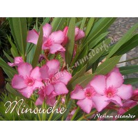 Олеандр  Minouche 