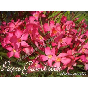 Олеандр Papa Gambetta