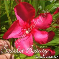 Олеандр Scarlet Beauty