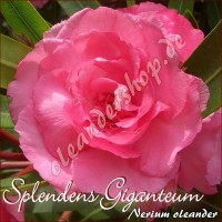 Олеандр Splendens Giganteum