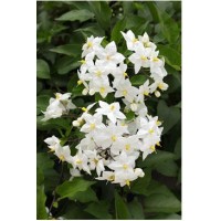 Паслен жасминовидный  Solanum jasminoides