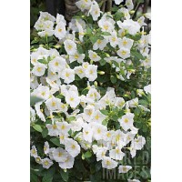 Паслен SOLANUM_RANTONNETII_WHITE